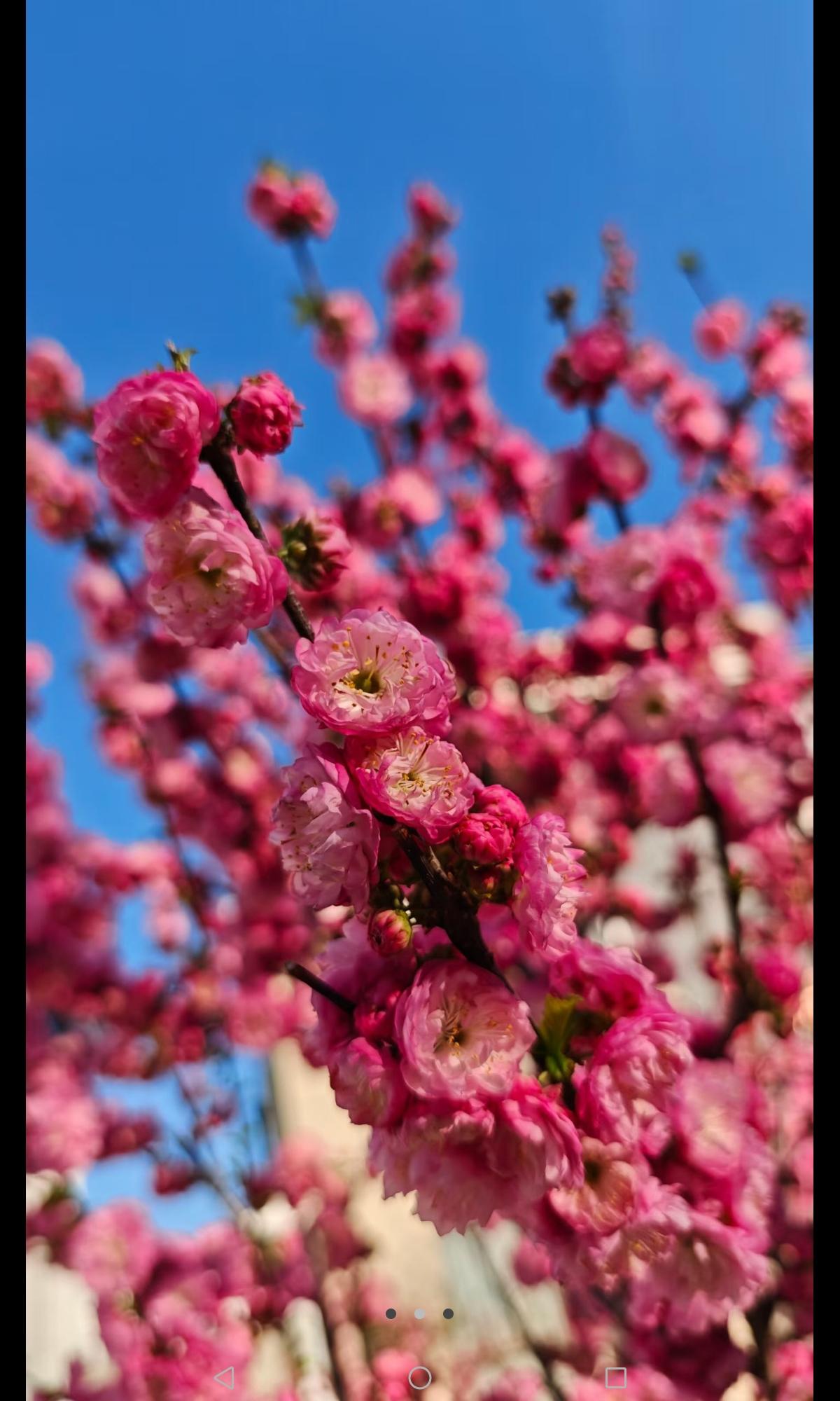 上联：青山有情百鸟鸣，下联怎么对红花含笑十里香。