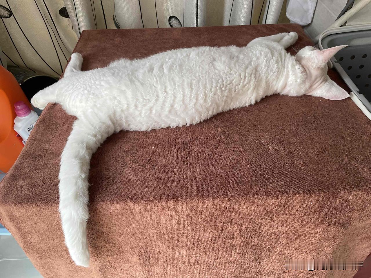 必须每天都快乐！向我家小猫咪学习，吃得香、睡得香，瞧瞧，在洗衣机上睡得美滋滋。[