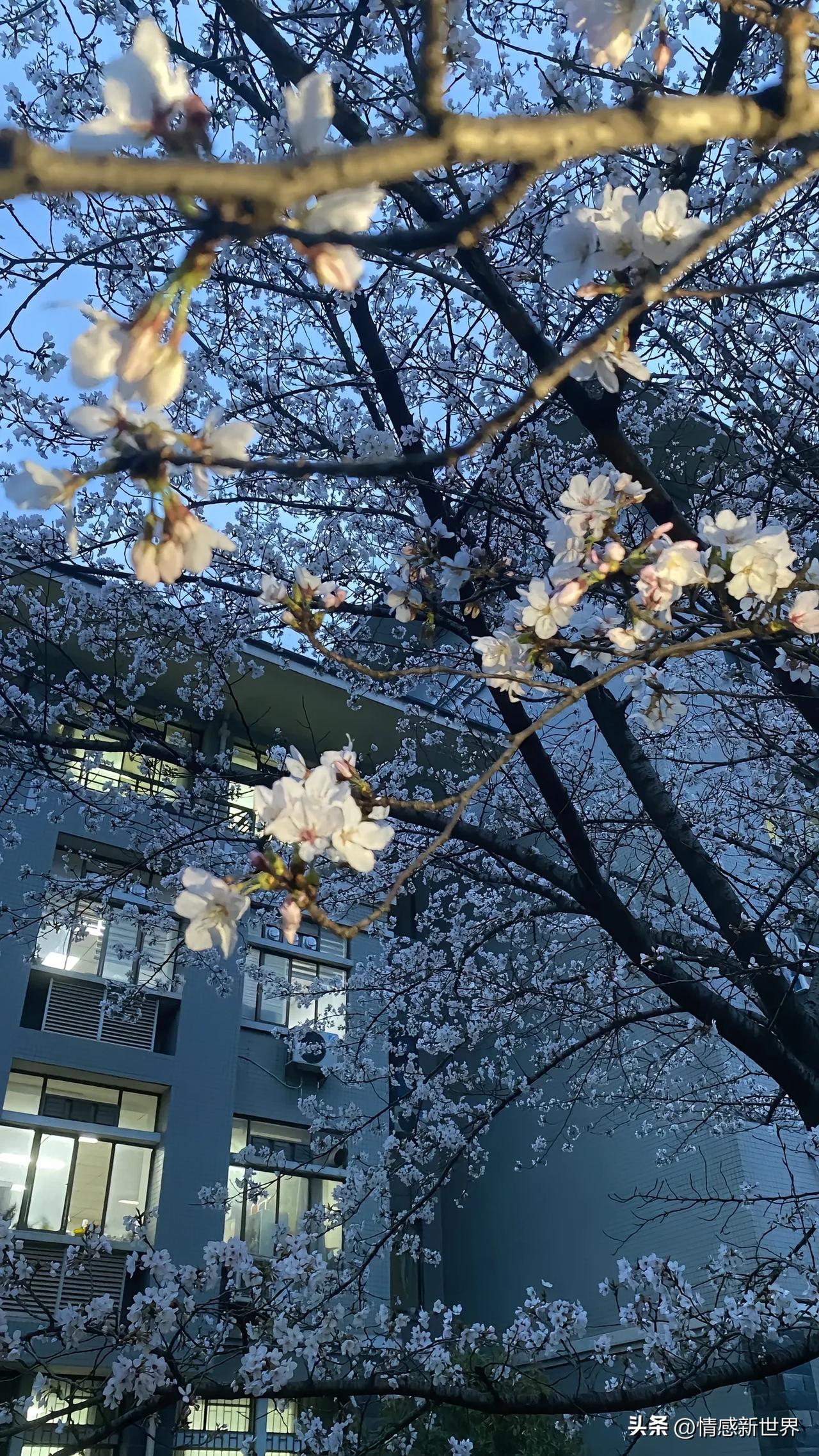 樱花盛开，春意盎然，与现代建筑相映成趣。🌸🏙️樱花氛围感照片 路过的风景樱花