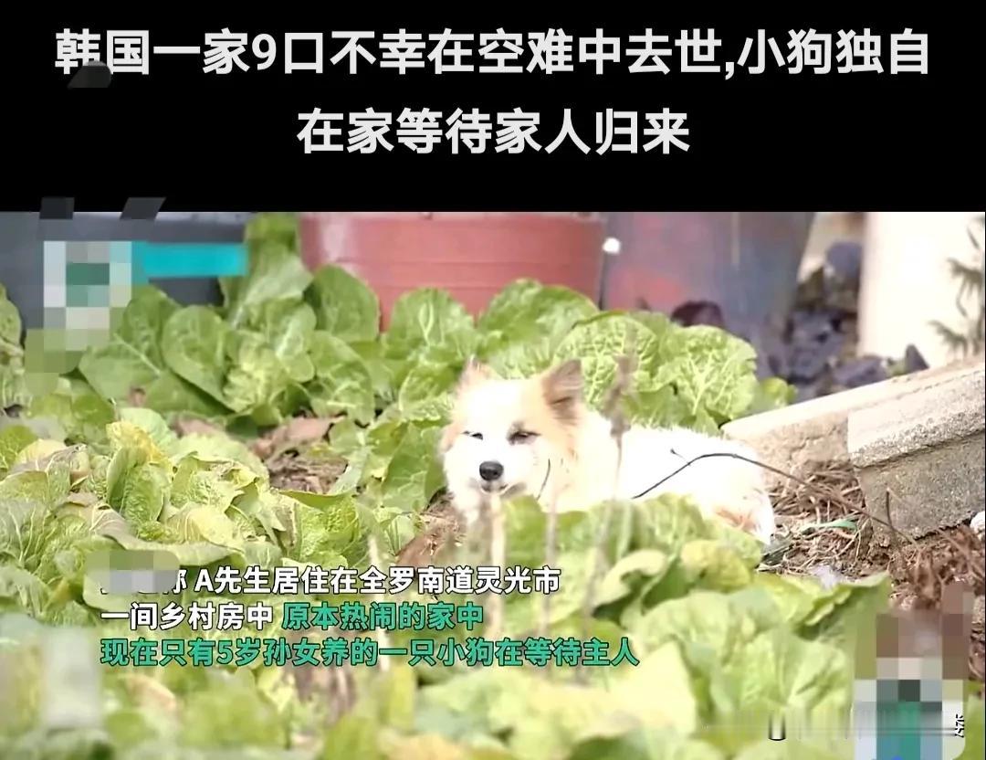 韩国历史上最严重的一次空难，只有两人生还，其余179人全部不幸罹难。
 在这次空