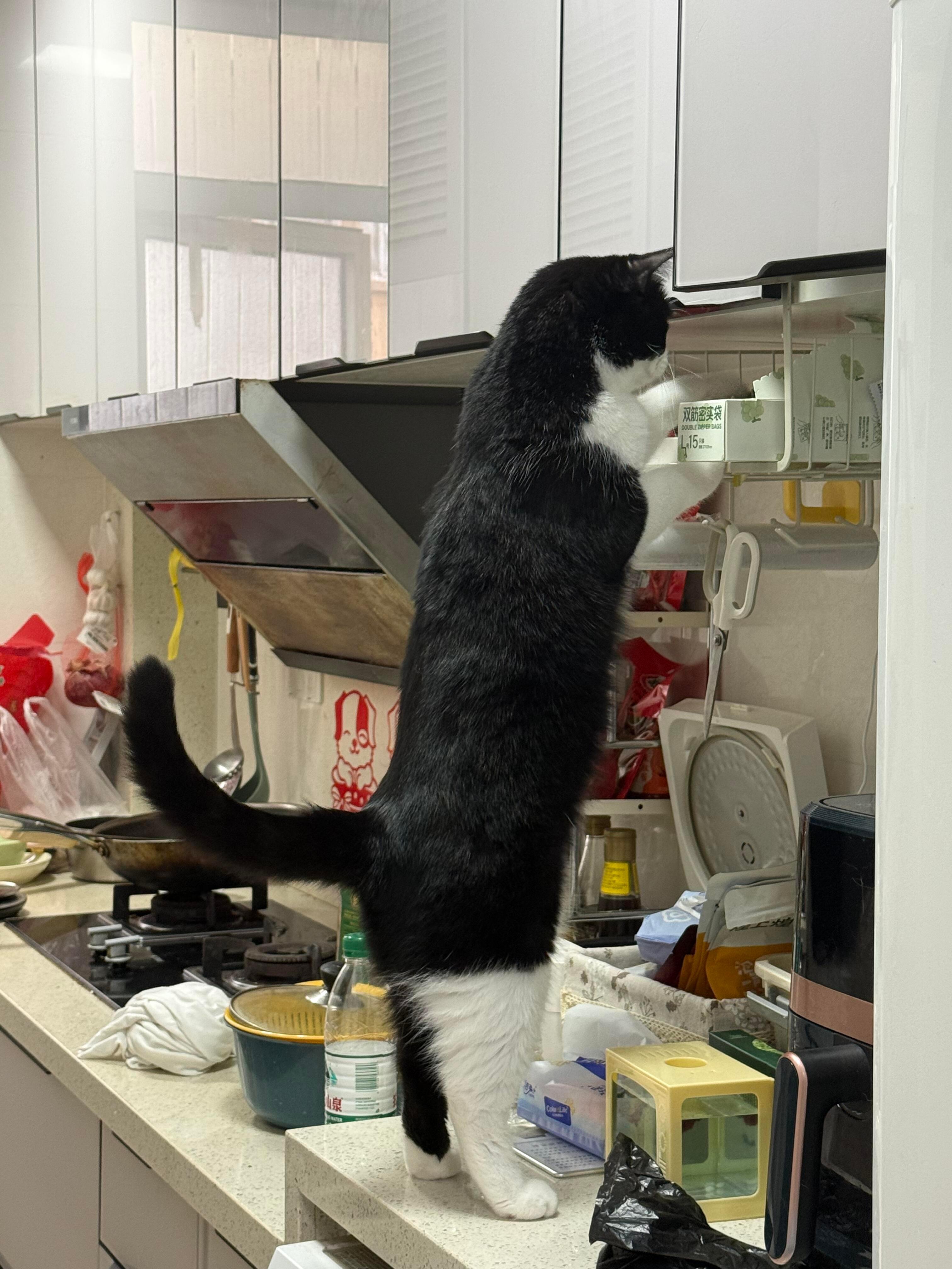 小猫帮忙做家务 