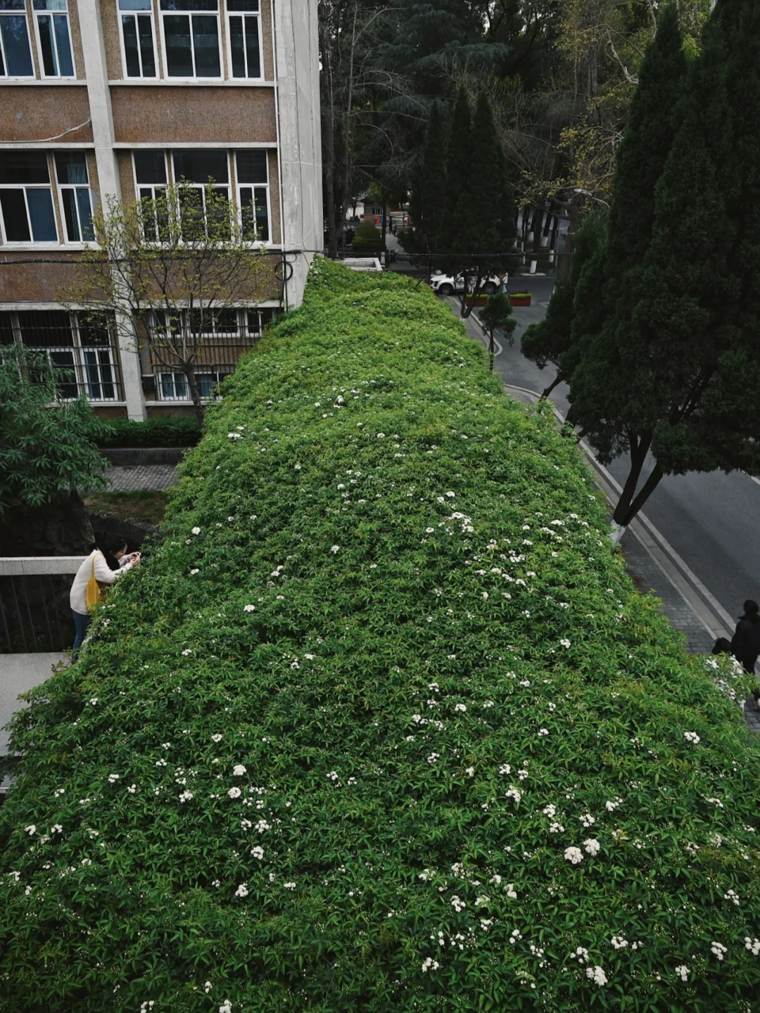 川大即将爆满的七里香花海🔥