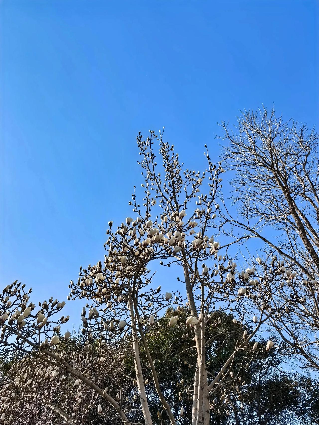 上联：秋霜催黄叶，诚邀下联春风拂绿柳