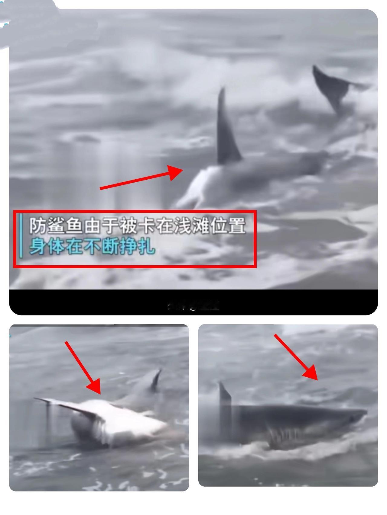 深海掠食者的生存呐喊：大白鲨的海洋警示
 
在汹涌波涛与浅滩交界的生死线，大白鲨