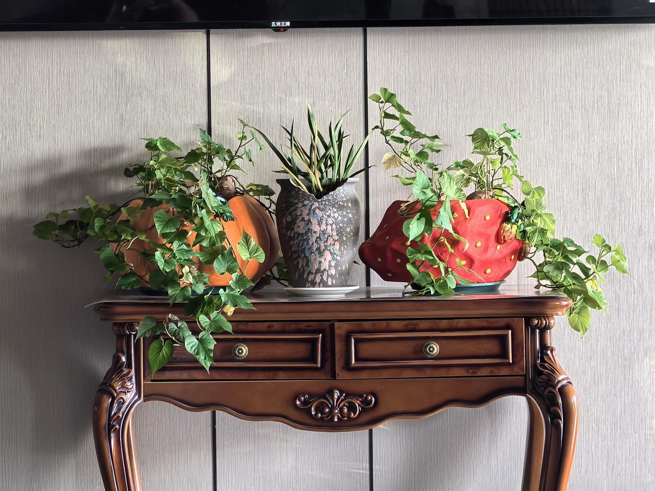 地瓜也能长出如此漂亮的盆景，不妨试试？摄影 手机摄影