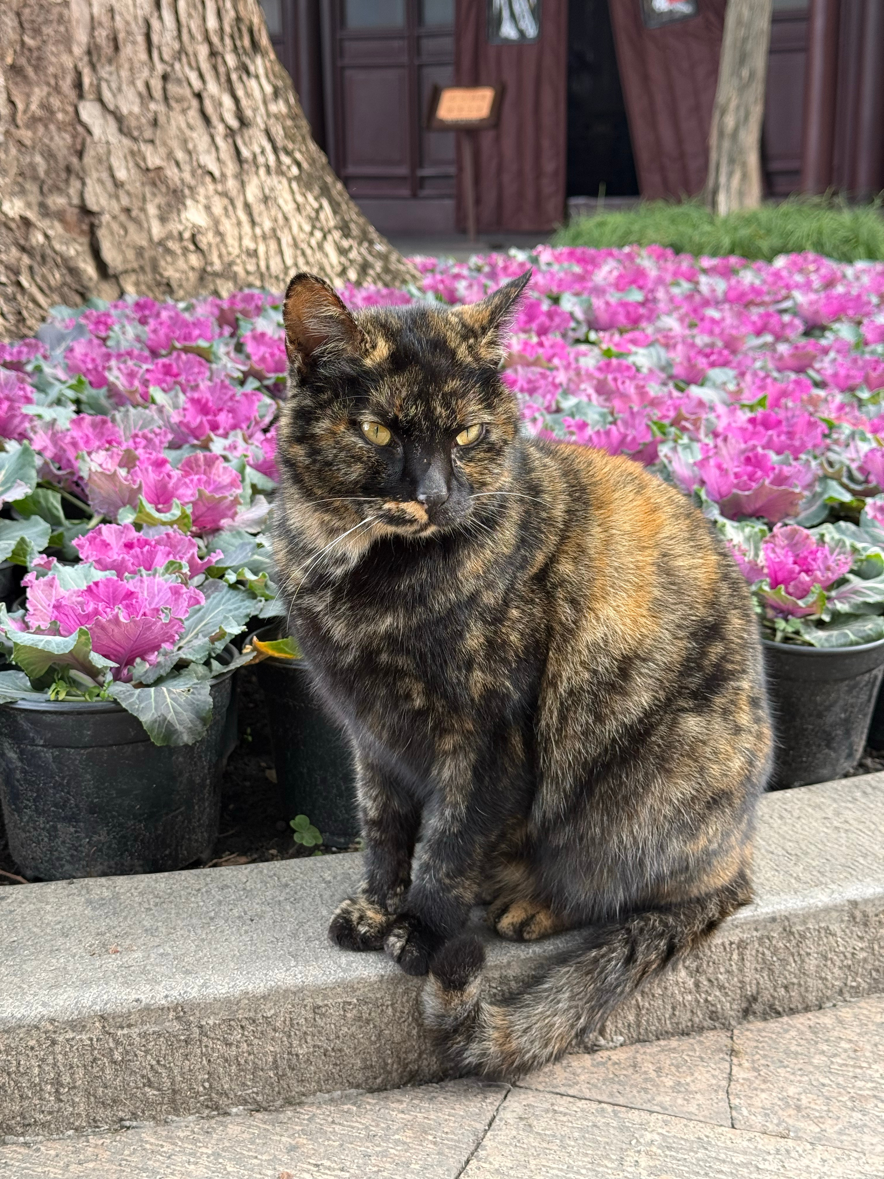 西园寺集猫计划 苏州·戒幢律寺