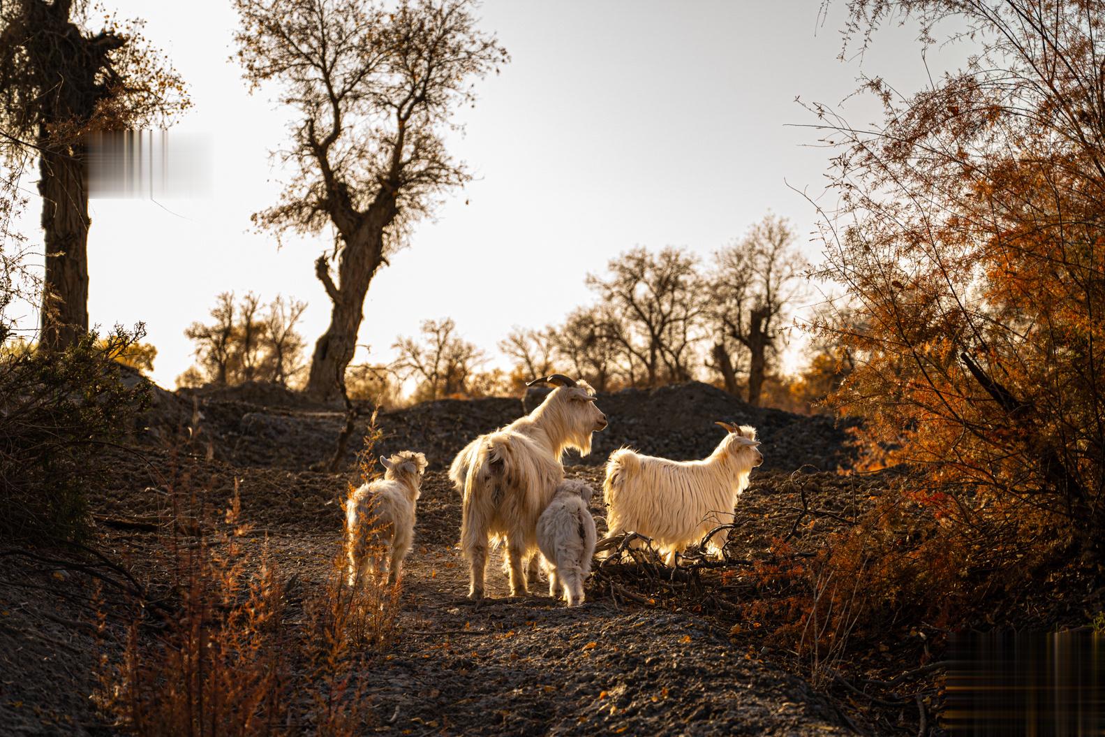 林中羊群 新疆｜巴州#大美新疆#  