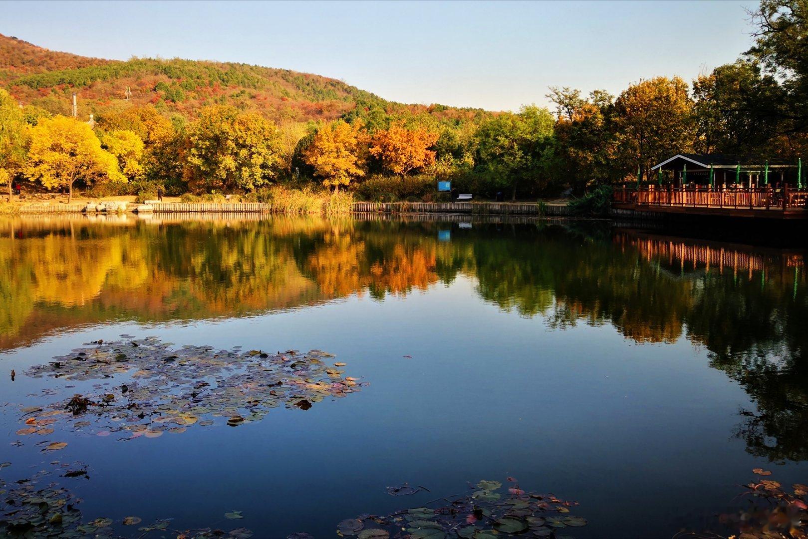 【深秋时节】🍂🍁国家植物园樱桃沟区域有水杉林形成的小型湖泊，这些小巧的水域与