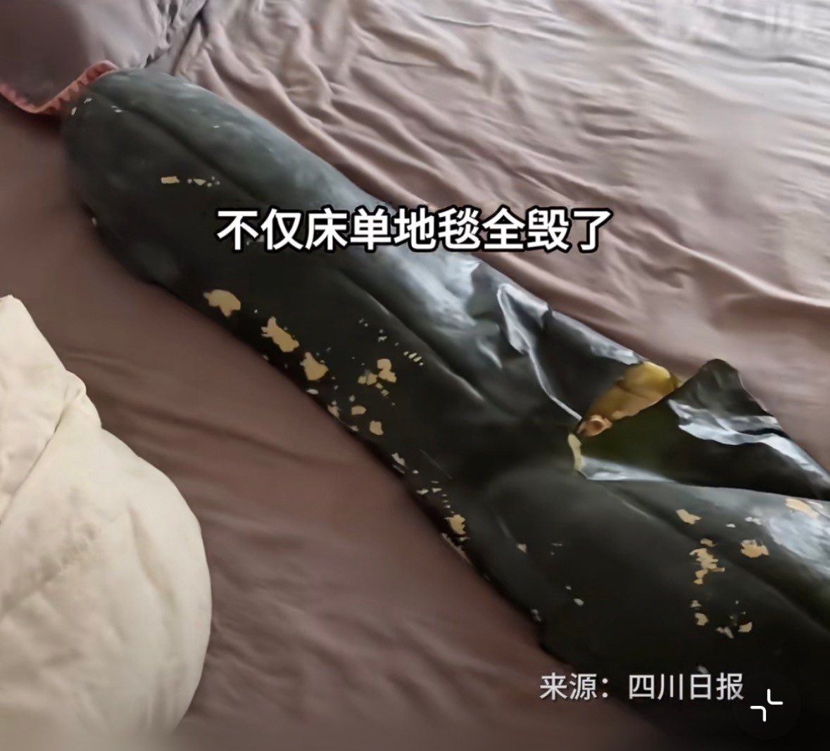 抱冬瓜睡觉的第一批受害者出现了半夜被冬瓜炸醒、满床酸水洗到天亮，这种降温方式谁爱