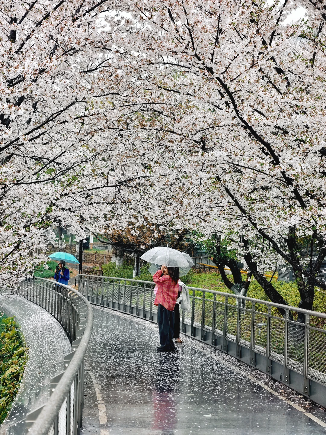 3.31实拍live，还有谁喜欢雨天的樱花