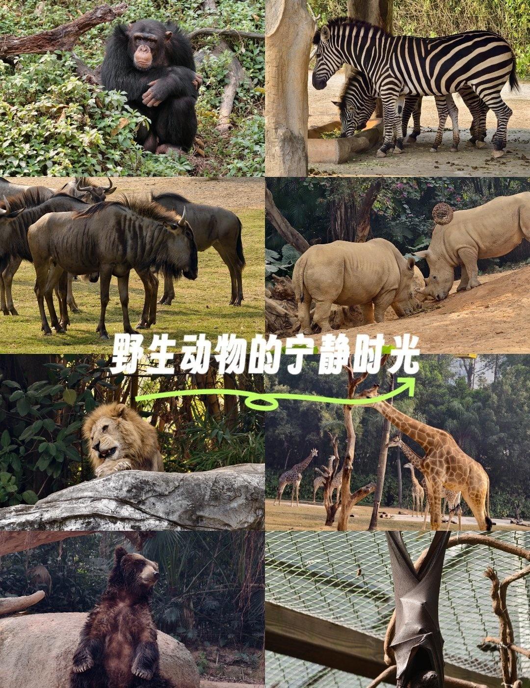 野生动物的宁静时光
📍广州 广州长隆野生动物世界
0元玩转这座城最近去了一趟长
