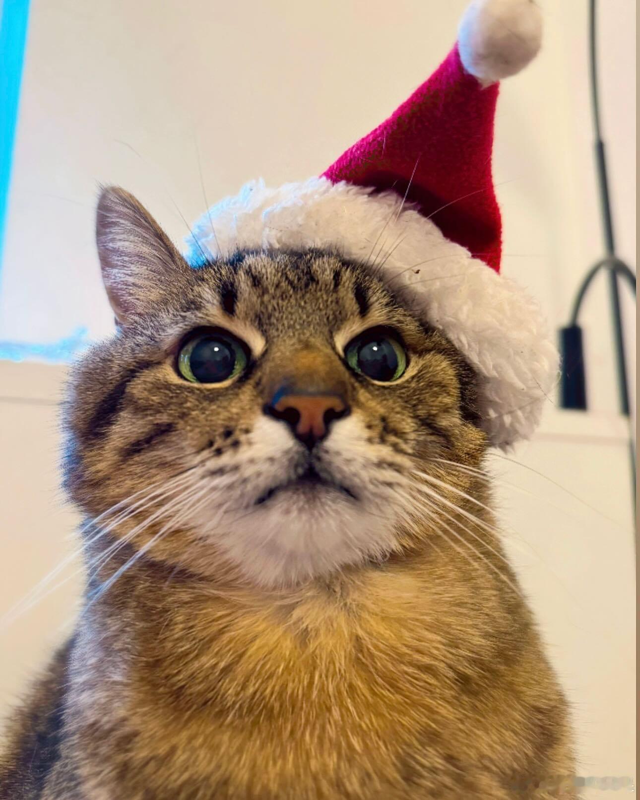 圣诞老人emo猫cr：loveyoustepan 