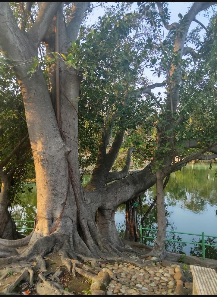根深才能叶茂。
这棵超百年的大榕树，不知道经历了多少次狂风暴雨，多少次磨劫，依然