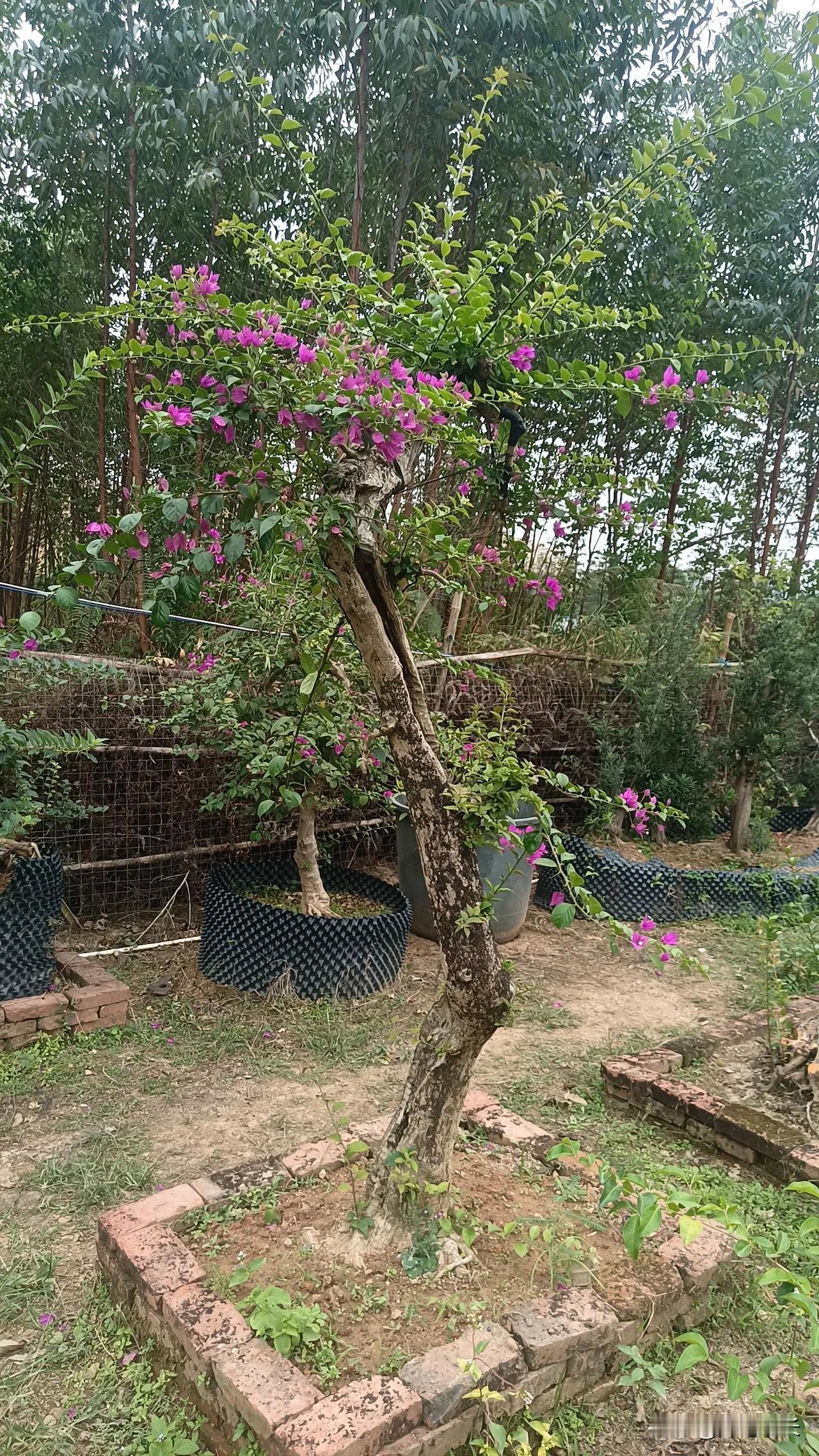 随手拍下三角梅非常喜欢盆栽，特别喜欢盆栽三角梅，这样的三角梅要经过精心的打理。培