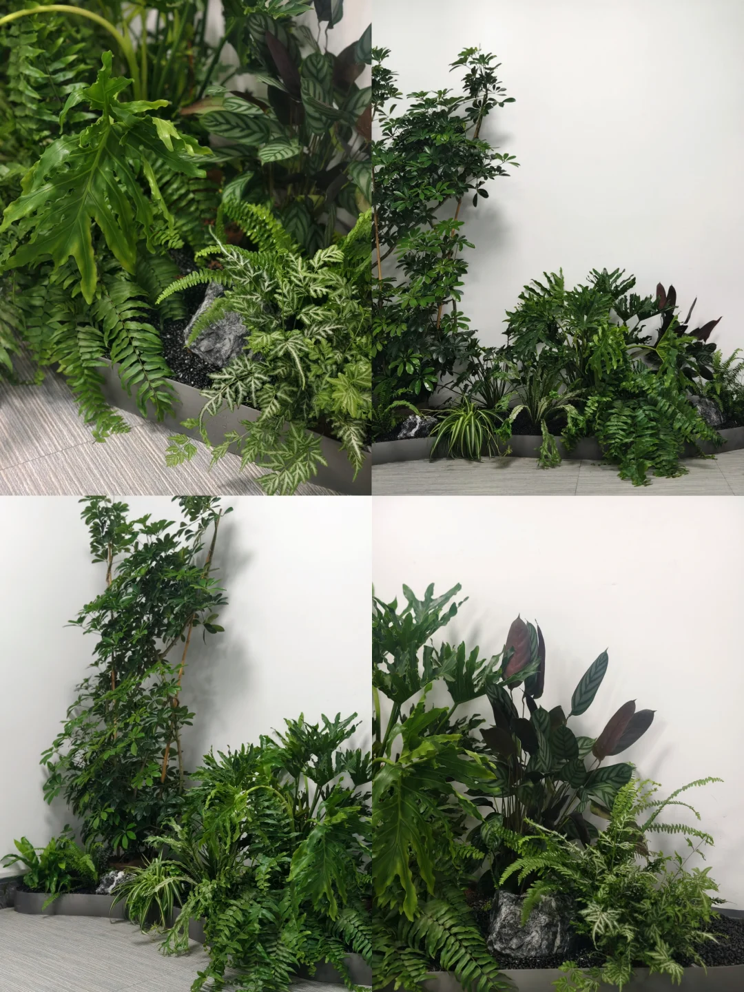 办公室绿植上新|深圳绿植