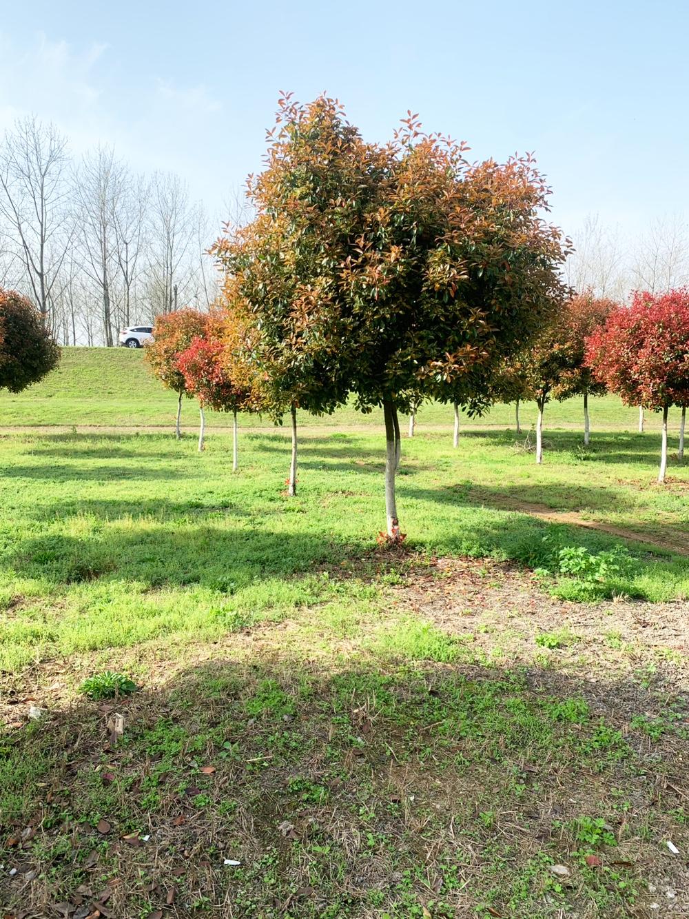 去年，
他的小儿媳生了二胎，
便要求婆婆帮忙照看孩子。
然而，
公公却不准老伴去