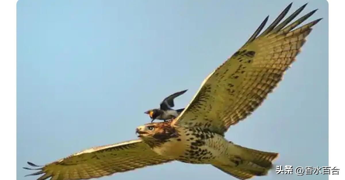 中方再次从以色列撤离人员。

以方这次冲突的损失，并不像他们自己说的那样“风轻云