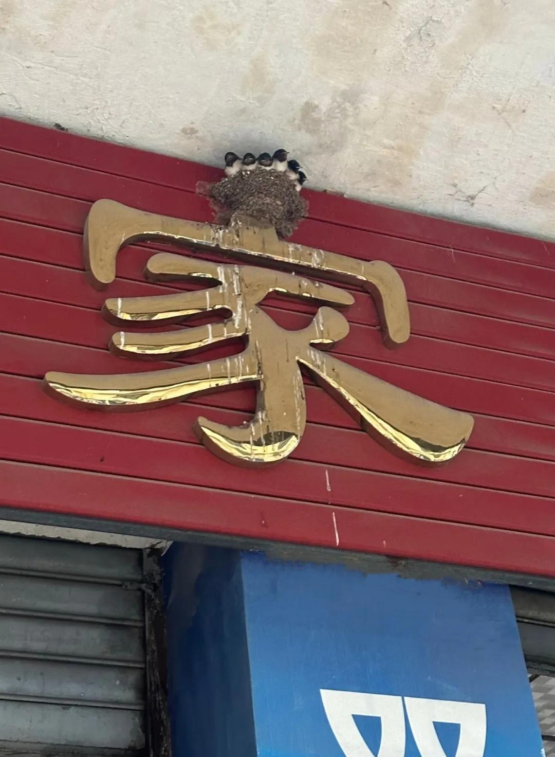 不得不说燕子真会挑地方安家，难道它们识字不成？