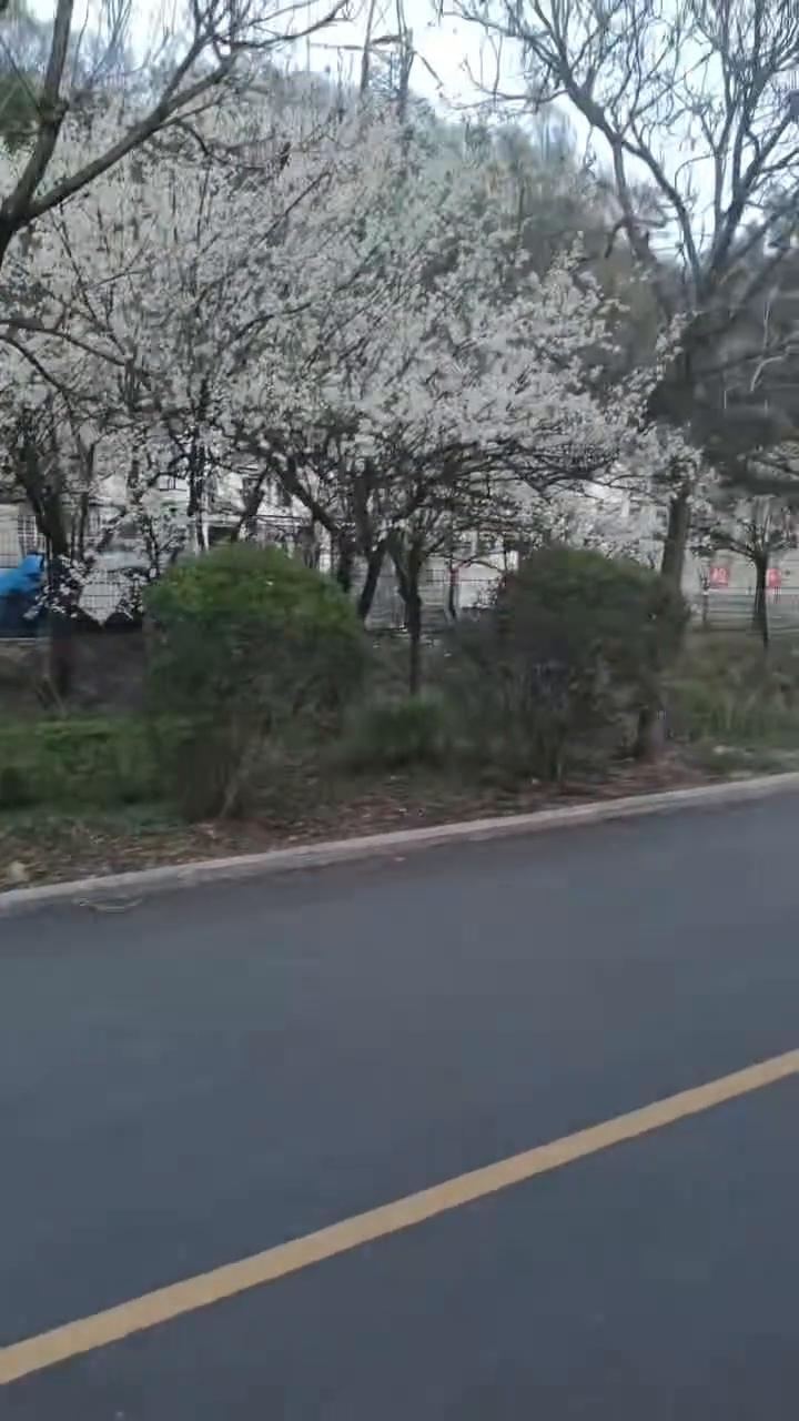 你看这花什么的，全都开了，山都绿了，农村这小景老好了。