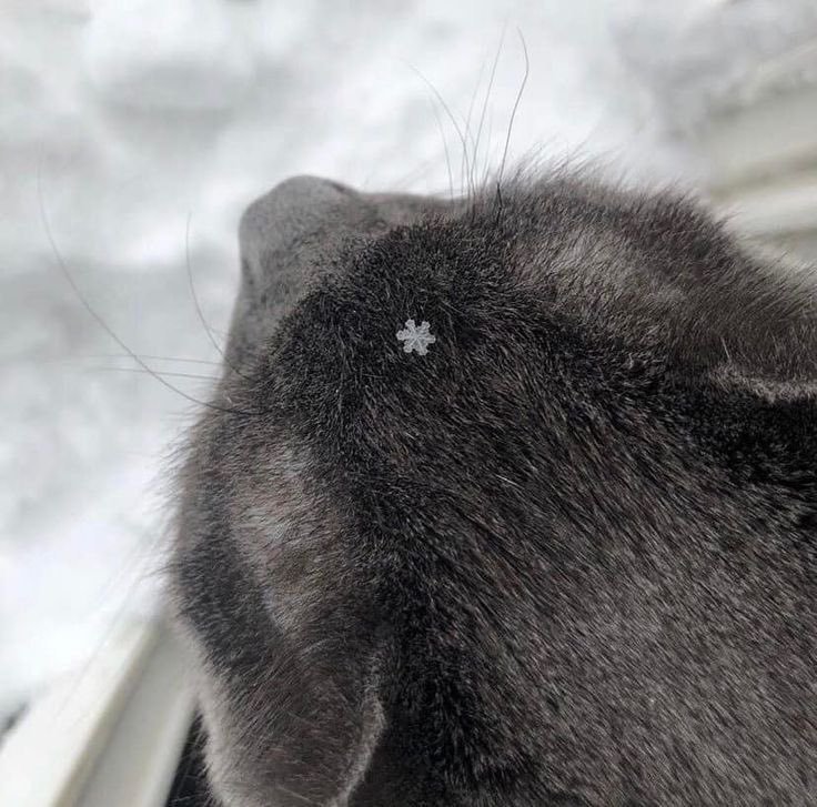 ❄️ 
