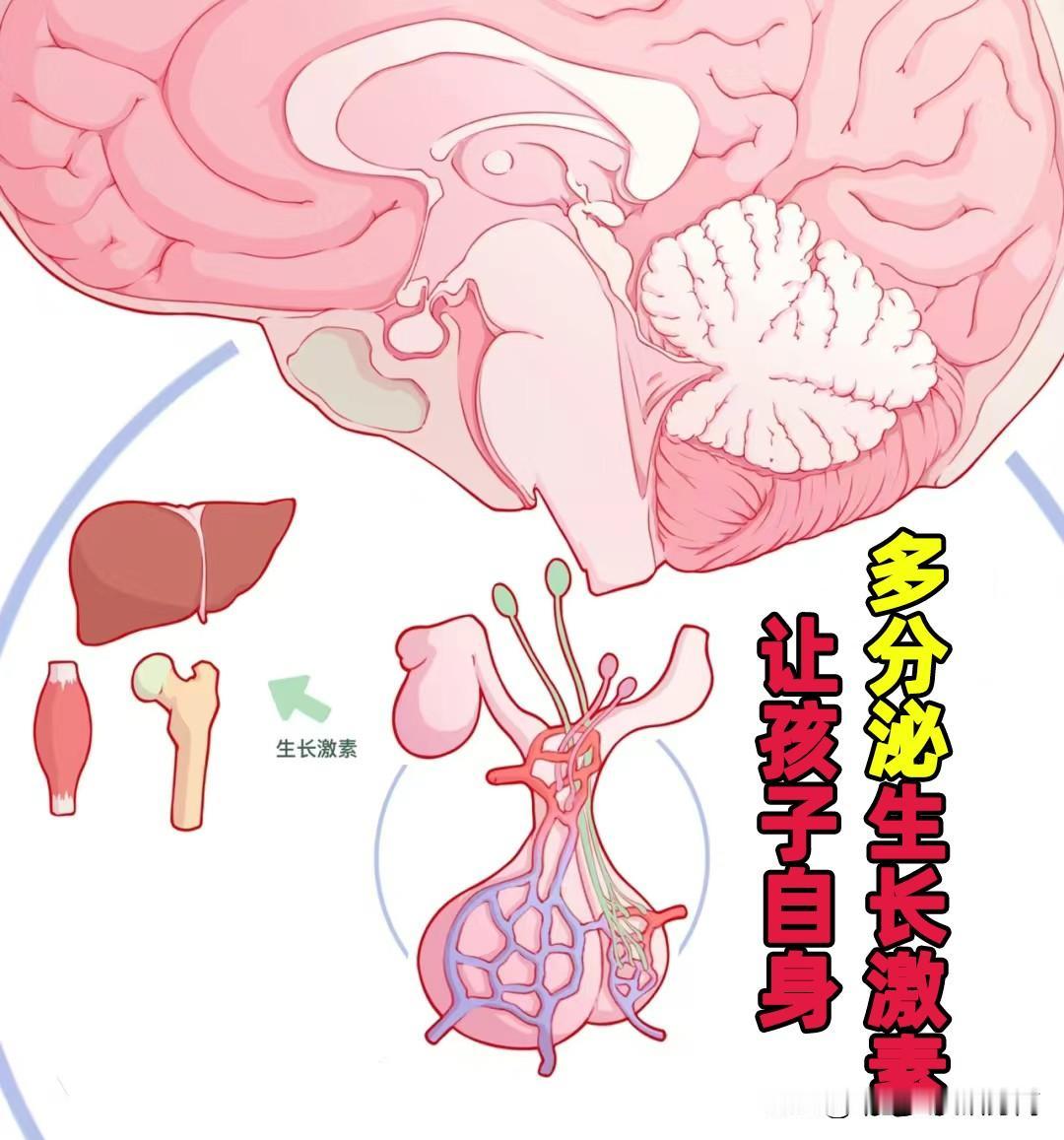 给孩子定制的氨基丁酸，全面升级了
 
首先升级为特殊膳食用食品，采用的是和婴幼儿