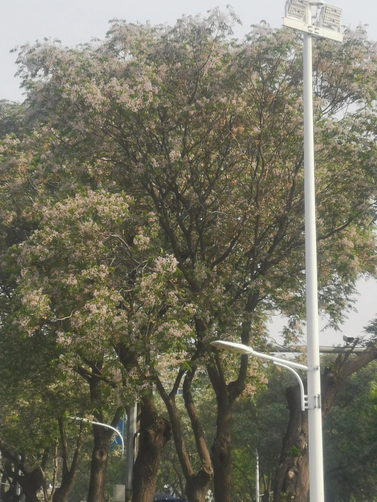 这个有好处，早先的失眠现在下午五点困的就不行，哈哈，比安眠药都有效！

  医生