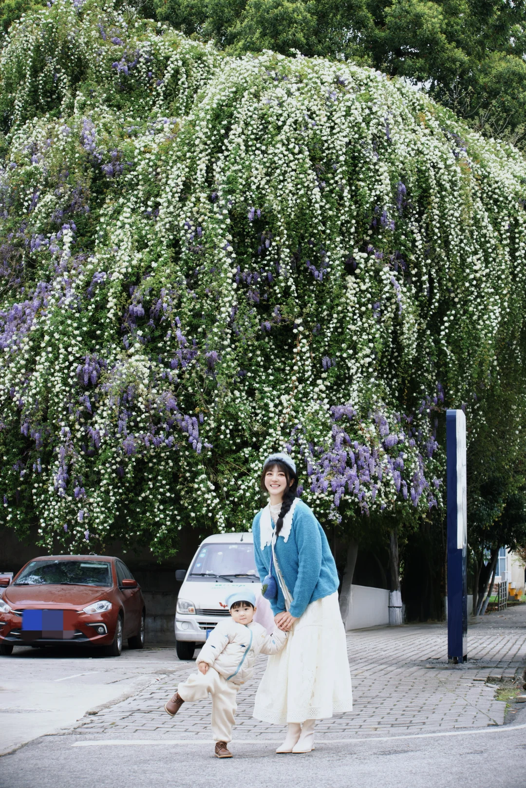 成功打卡鲜花瀑布，这片紫藤花和七里香开啦