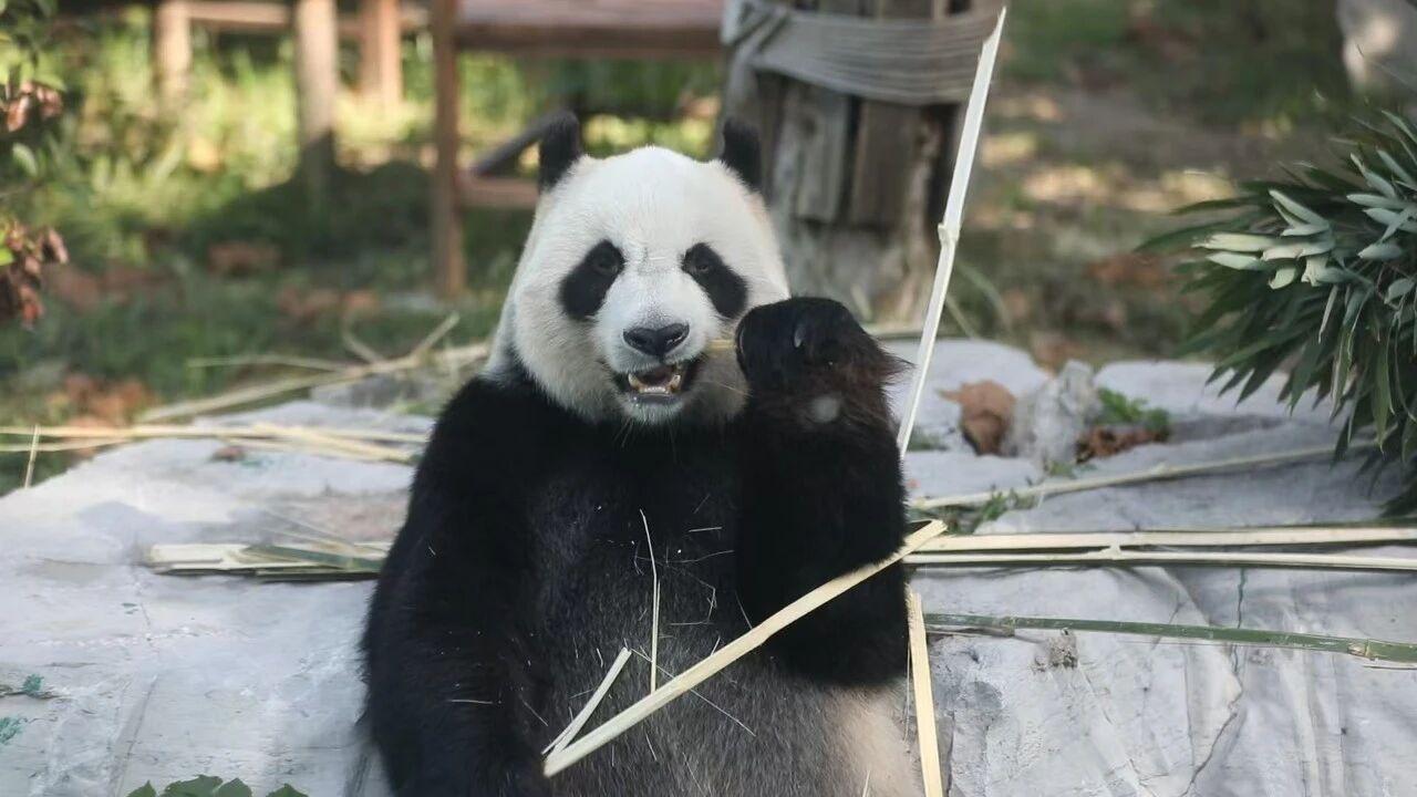 继沂水文旅推出市属辖区八年级以下学生春假免费游览外，国企临沂动植物园面向全国八年