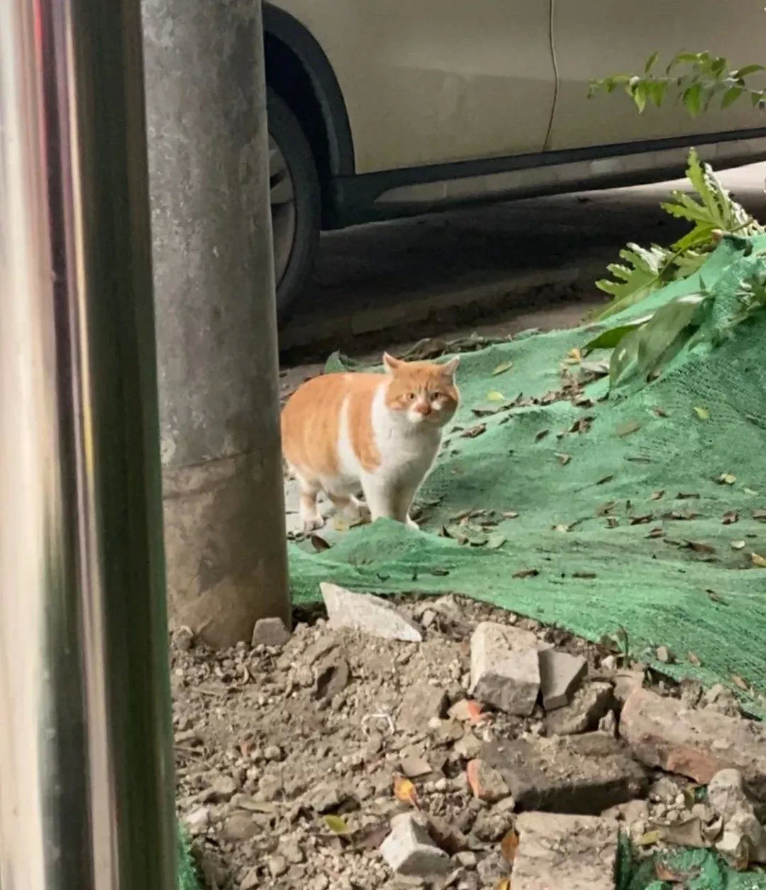 好呆哦，感觉一根猫条就可以拐回去，好想偷回家[狗头]网友表示：我精心养的还没在外