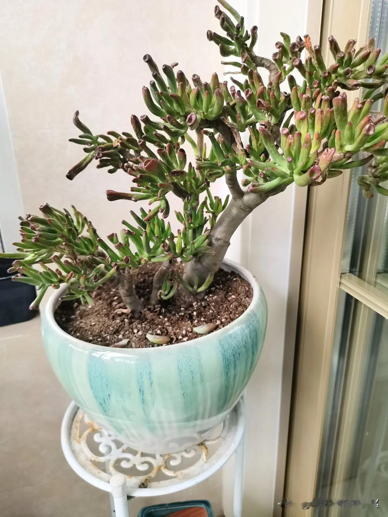 吸财树，大颗的服盆老慢了！
上盆三四个月还蔫蔫儿的，我老公问我说，你这颗花是不是