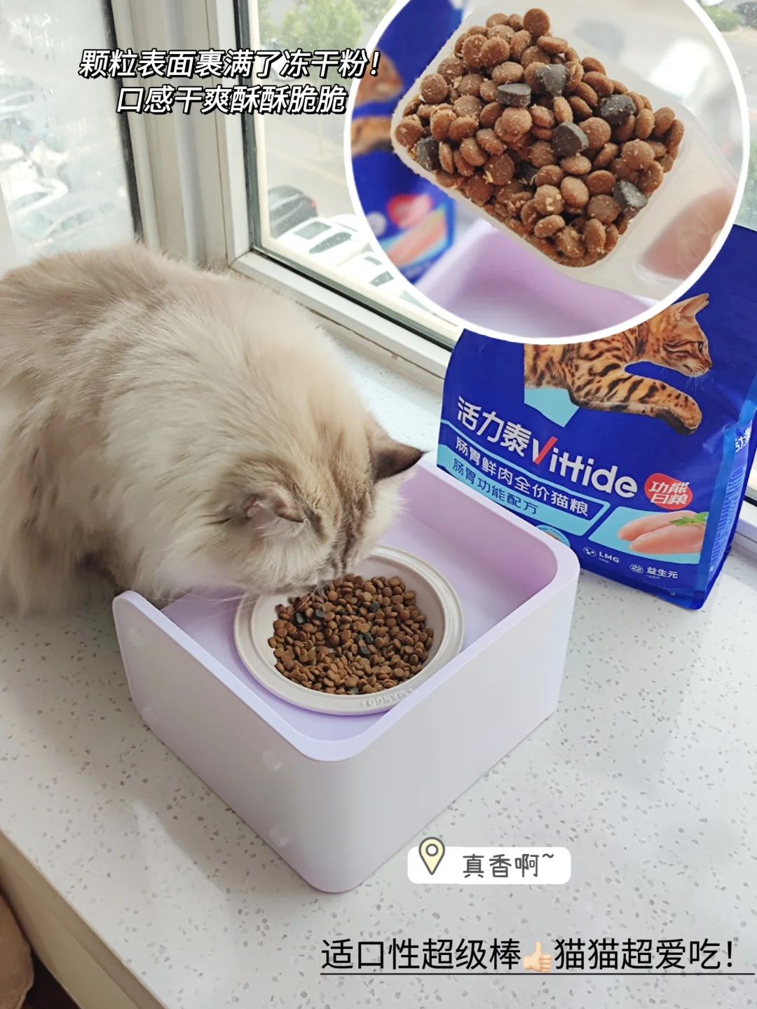 家有玻璃胃布偶猫？科学养肠胃看这篇？