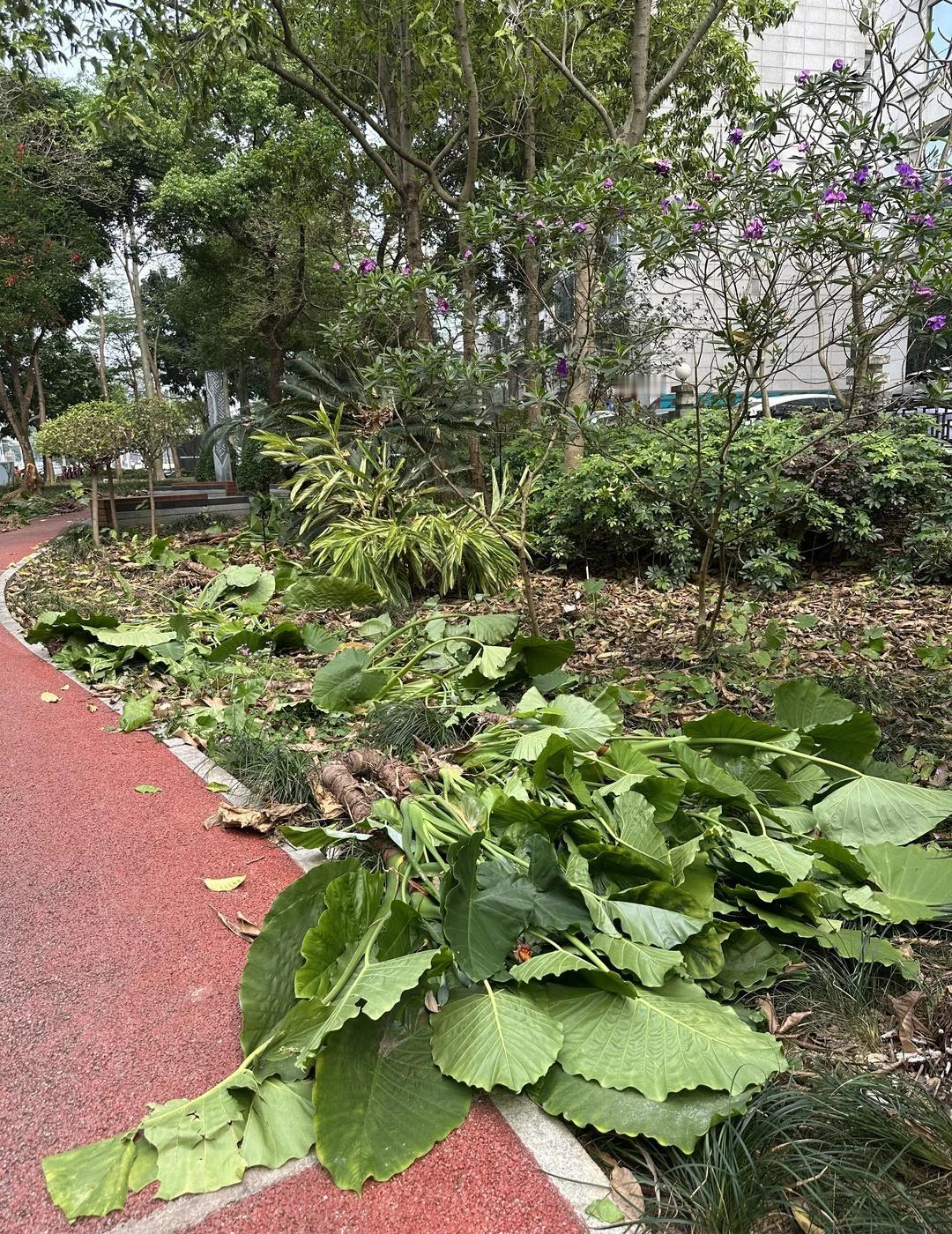 南宁民族大道？？？
看到好多植物都烂掉了😰
绿化带 南宁吃喝玩乐