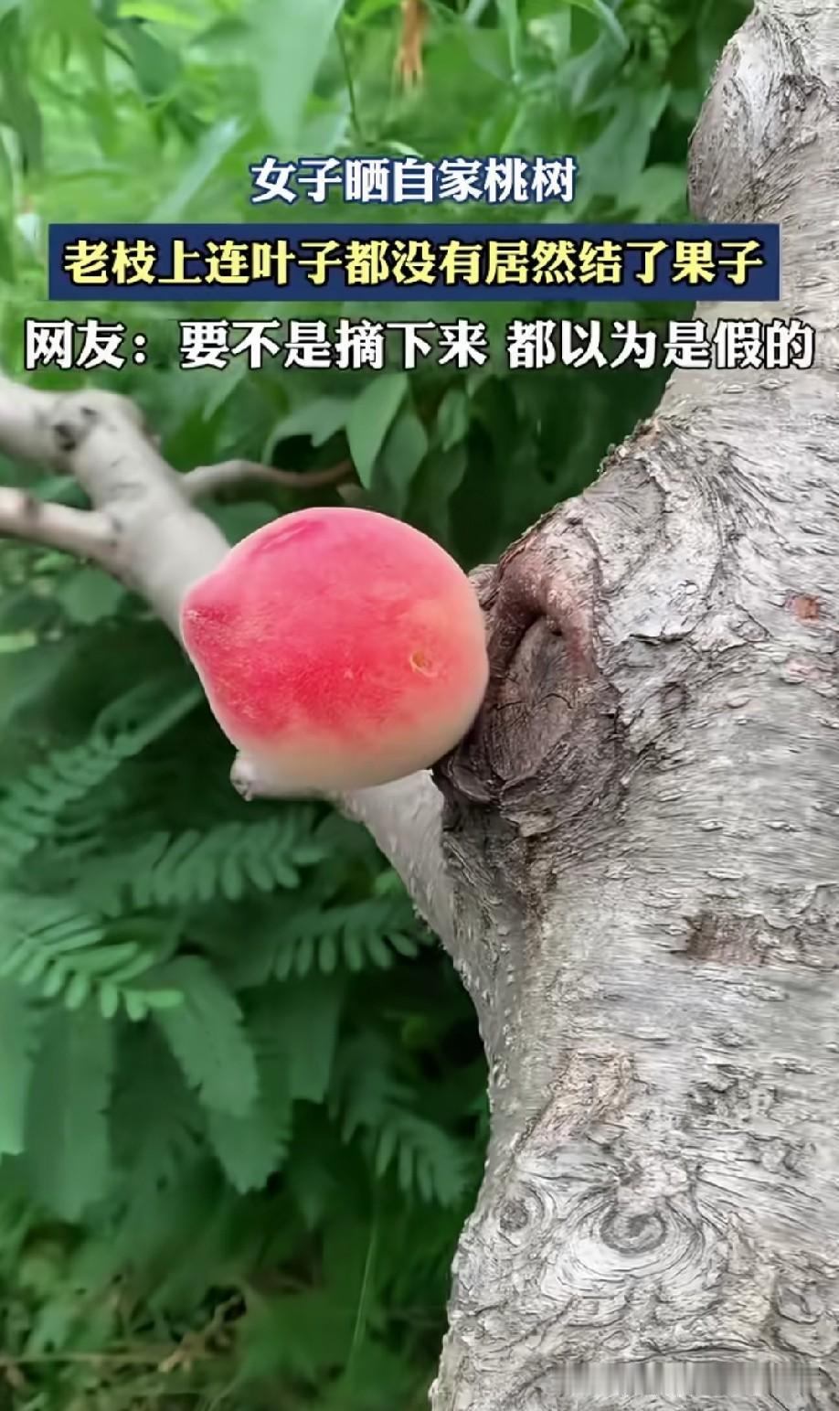 真嘟假嘟？怎么有种老来得子，你把人家霍霍了的感觉。[捂脸]
