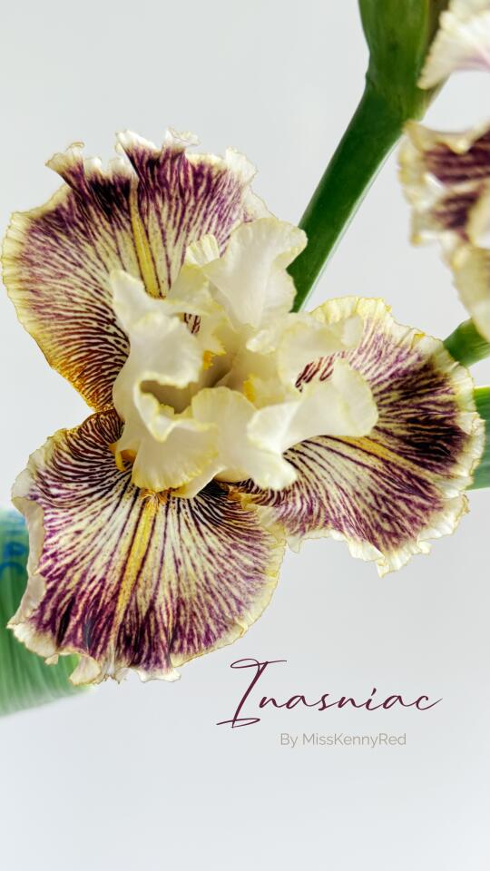 让人心动的德国鸢尾①②. Inasniac