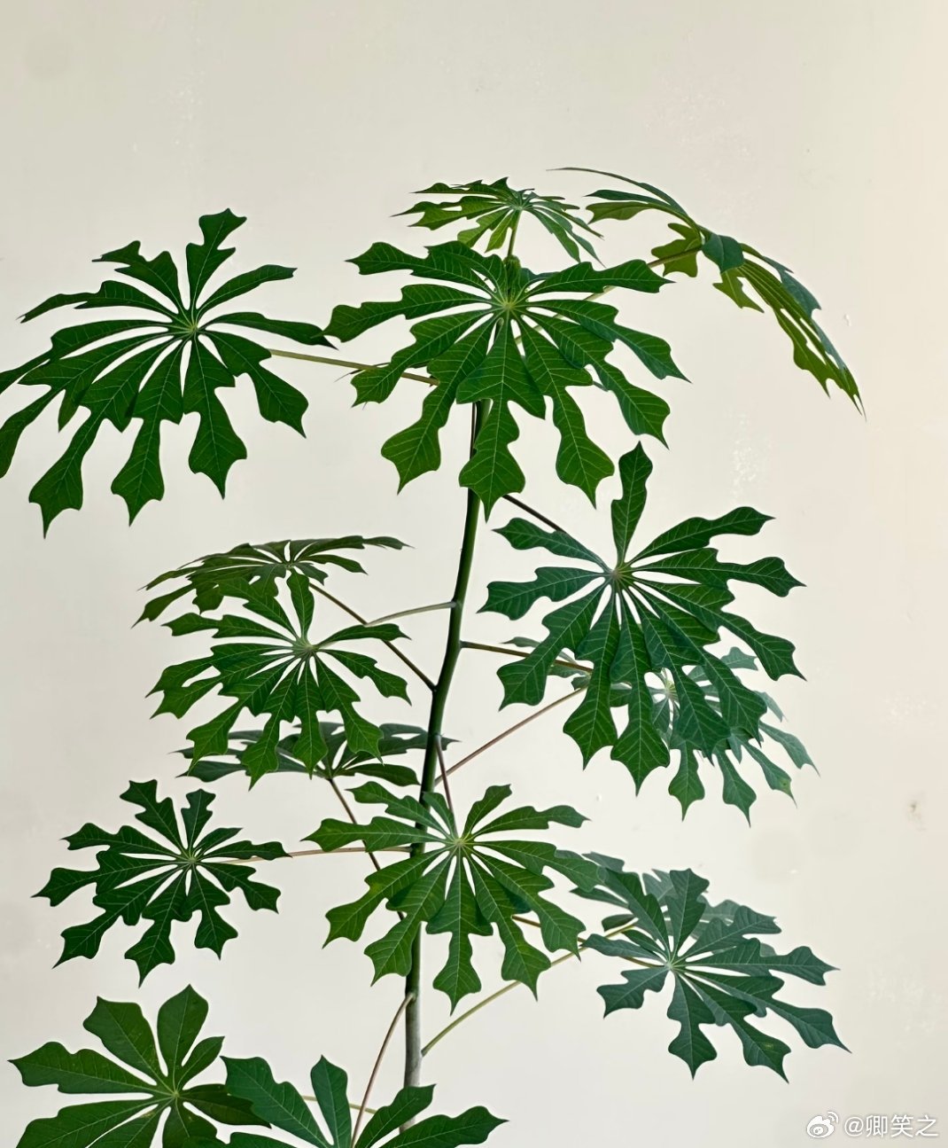 哈迪木薯，拉丁学名：Manihot grahamii，这大概就是植物人的最踏实的