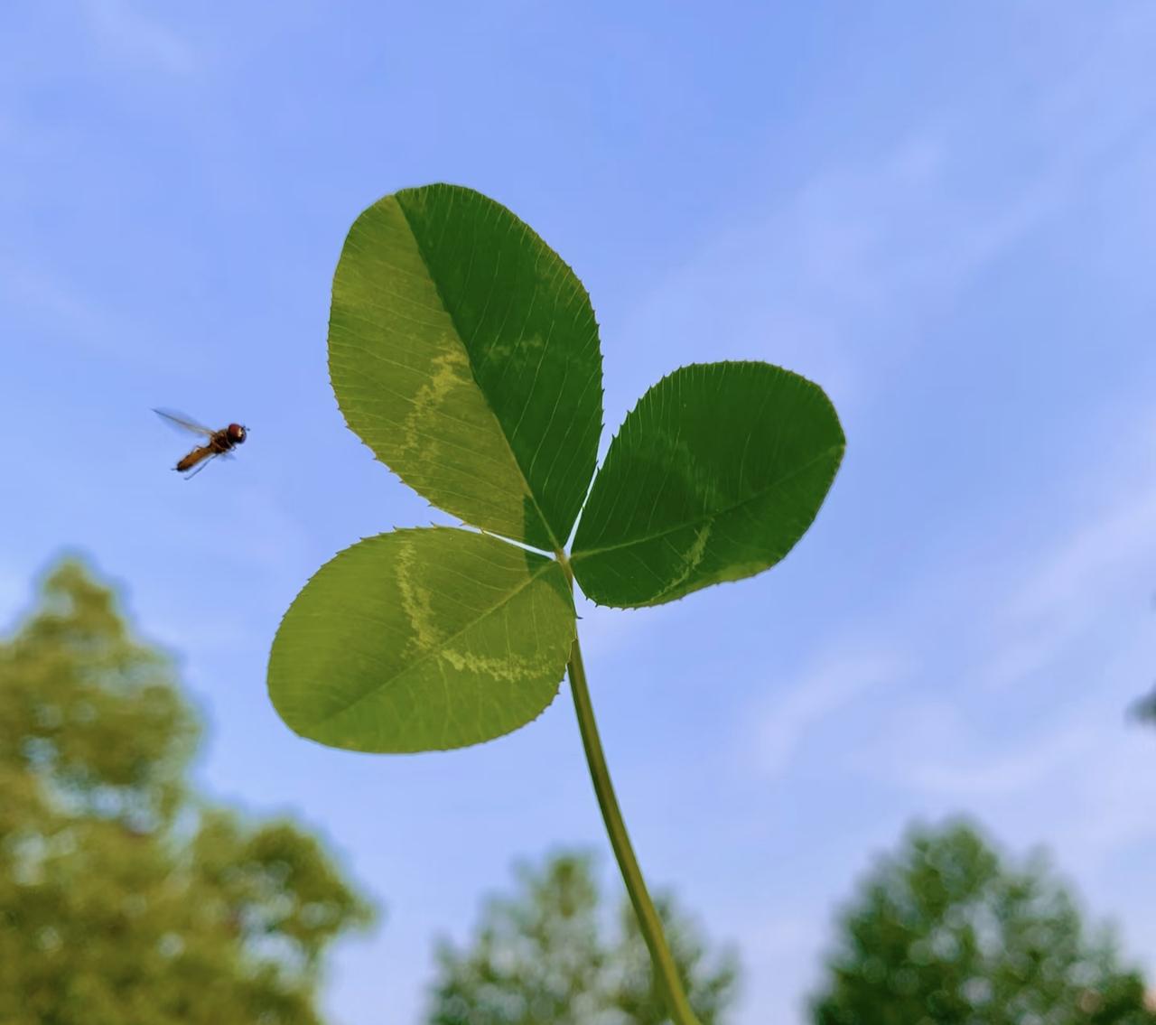 在草丛里扒拉了十分钟，终于揪到这株完美的三叶草！叶片在蓝天底下绿得发亮，连路过的