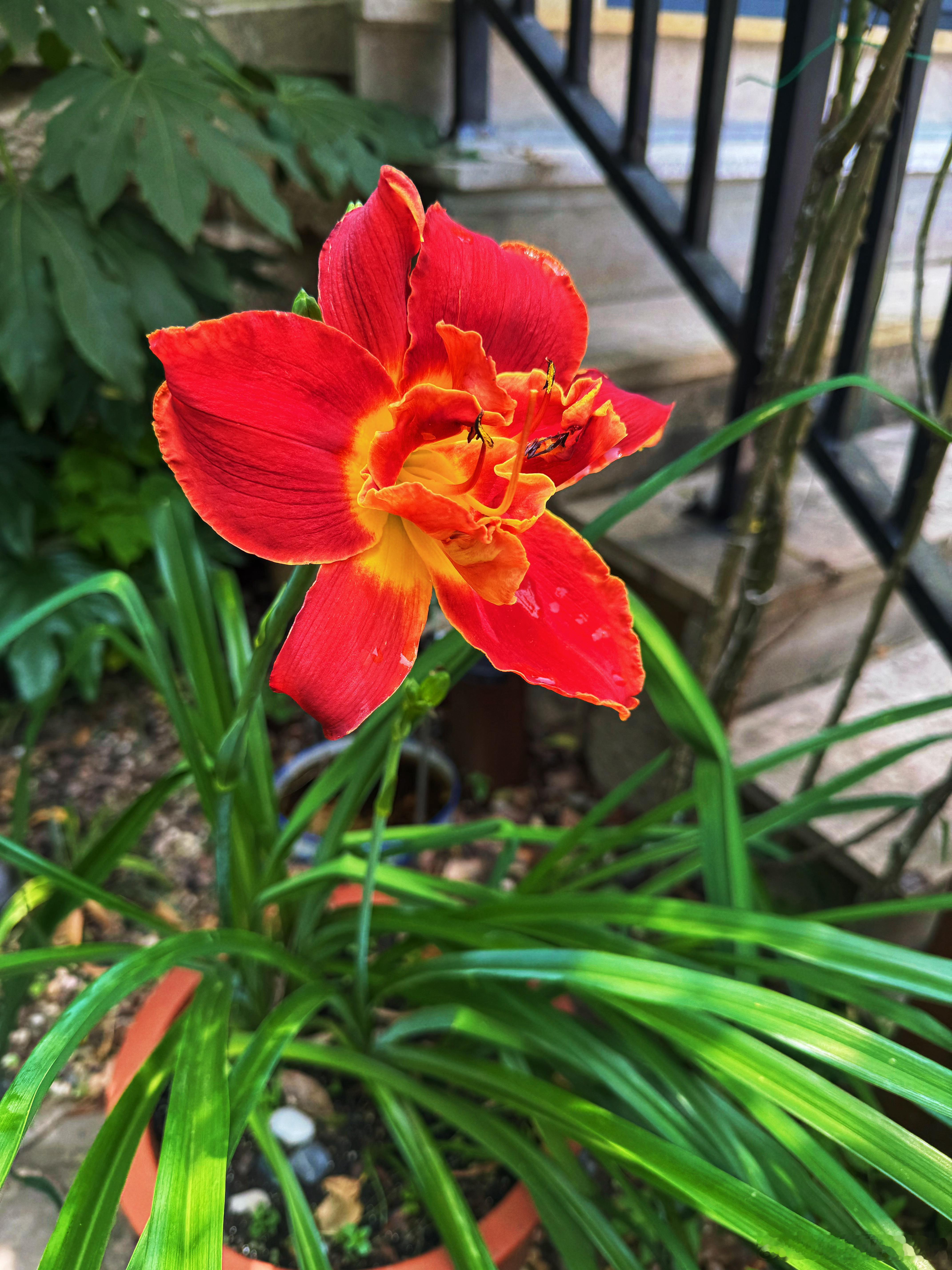 今天开了一朵大花