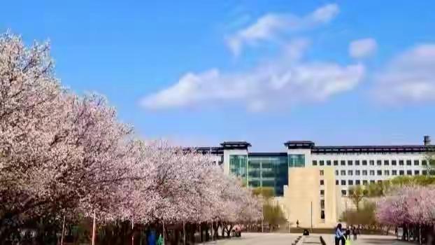 春日生活打卡季 樱花盛开，校园漫步，春日美好时光。🌸🌞🍃