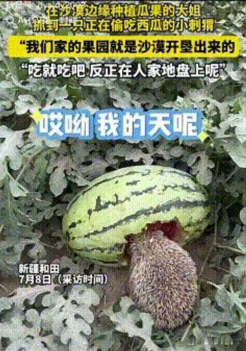 “活该发财！”7月8日，女子发现一只刺猬在吃自家种的西瓜，没有赶走，反而任其啃食
