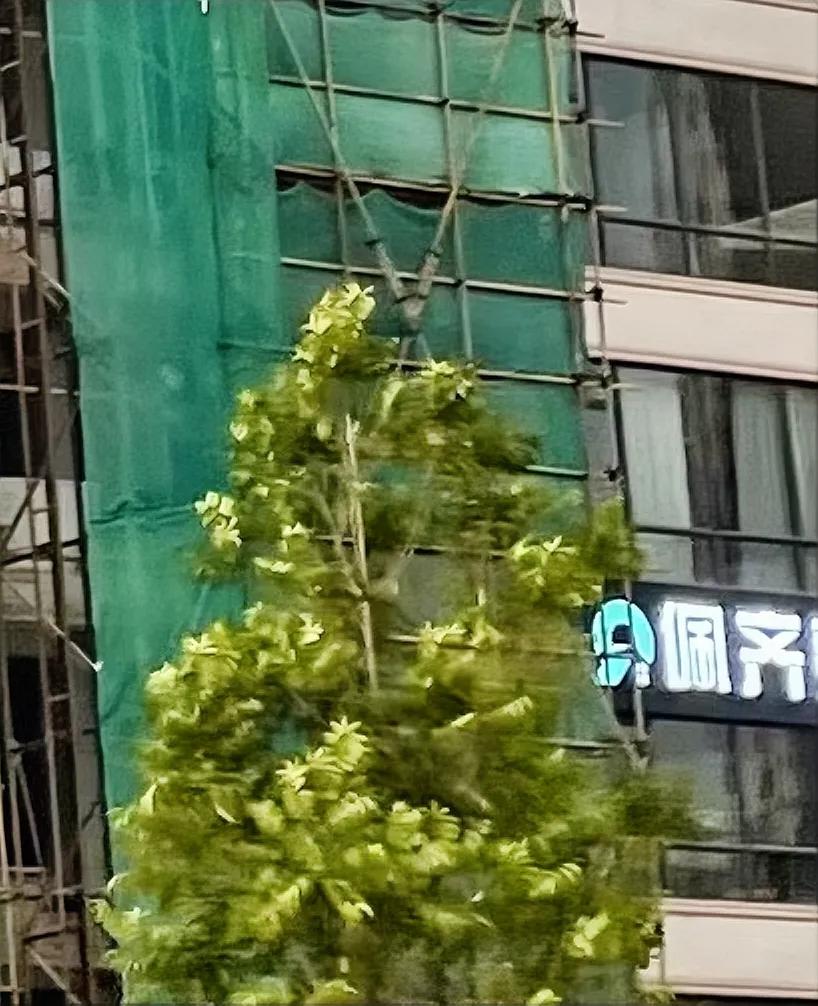这两人喝茶的事，最近咋没消息了，有知道最新的进展情况吗？