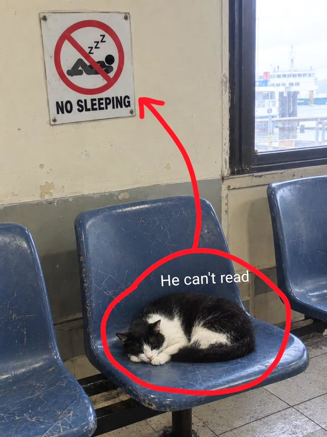 猫：人不能躺，关我猫什么事？ ​​​