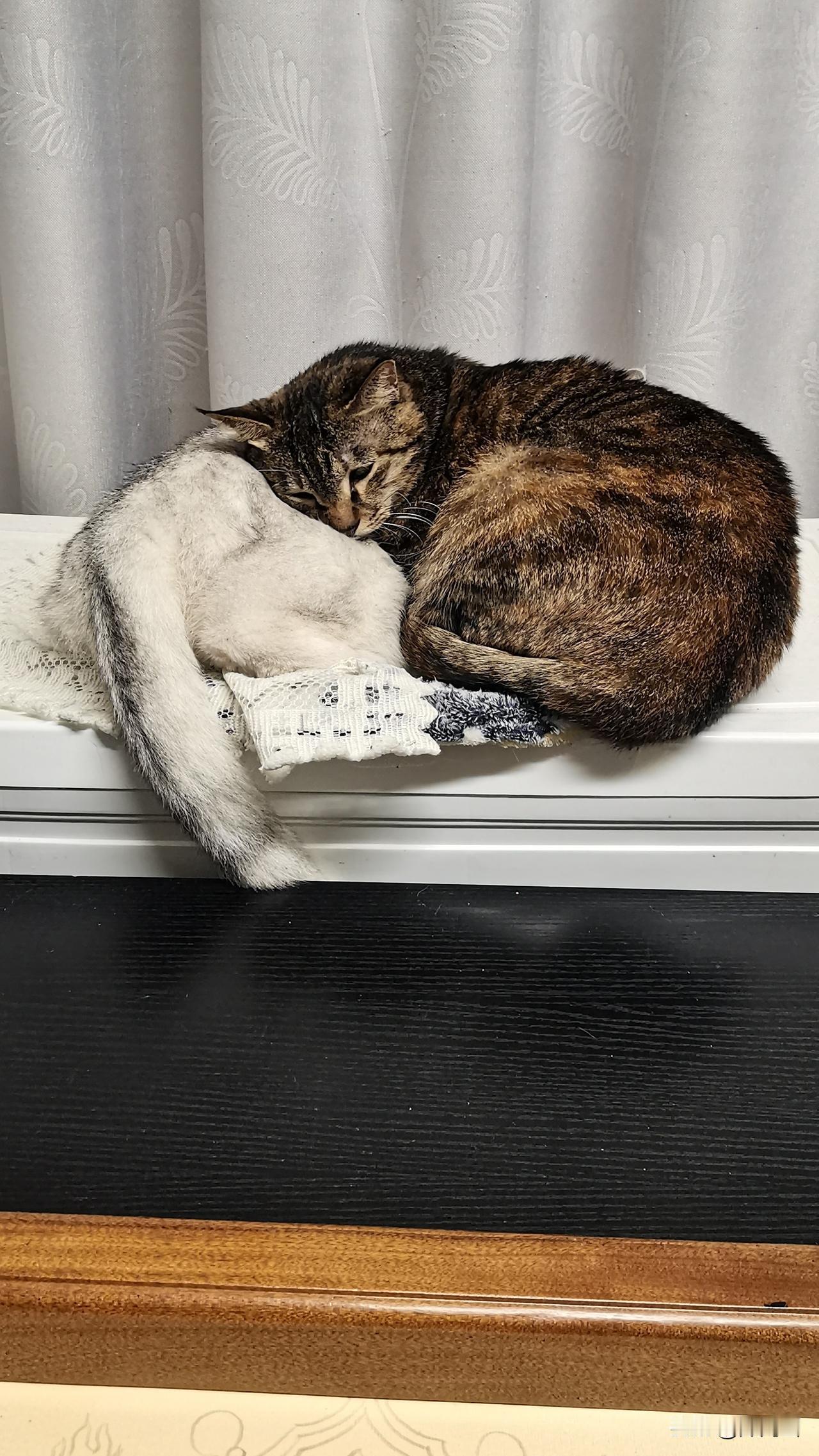 别让伤害成为它们的宿命，不爱请别伤害！
笔下敬临守护正义的天王，身边有软萌粘人的