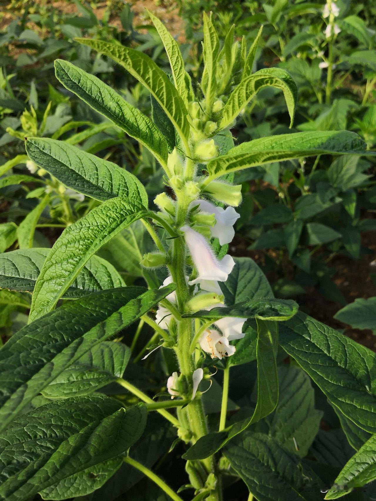 对于那些宣传口号喊得震天响的人来说，教别人无私是由于自己自私，让别人牺牲是因为害