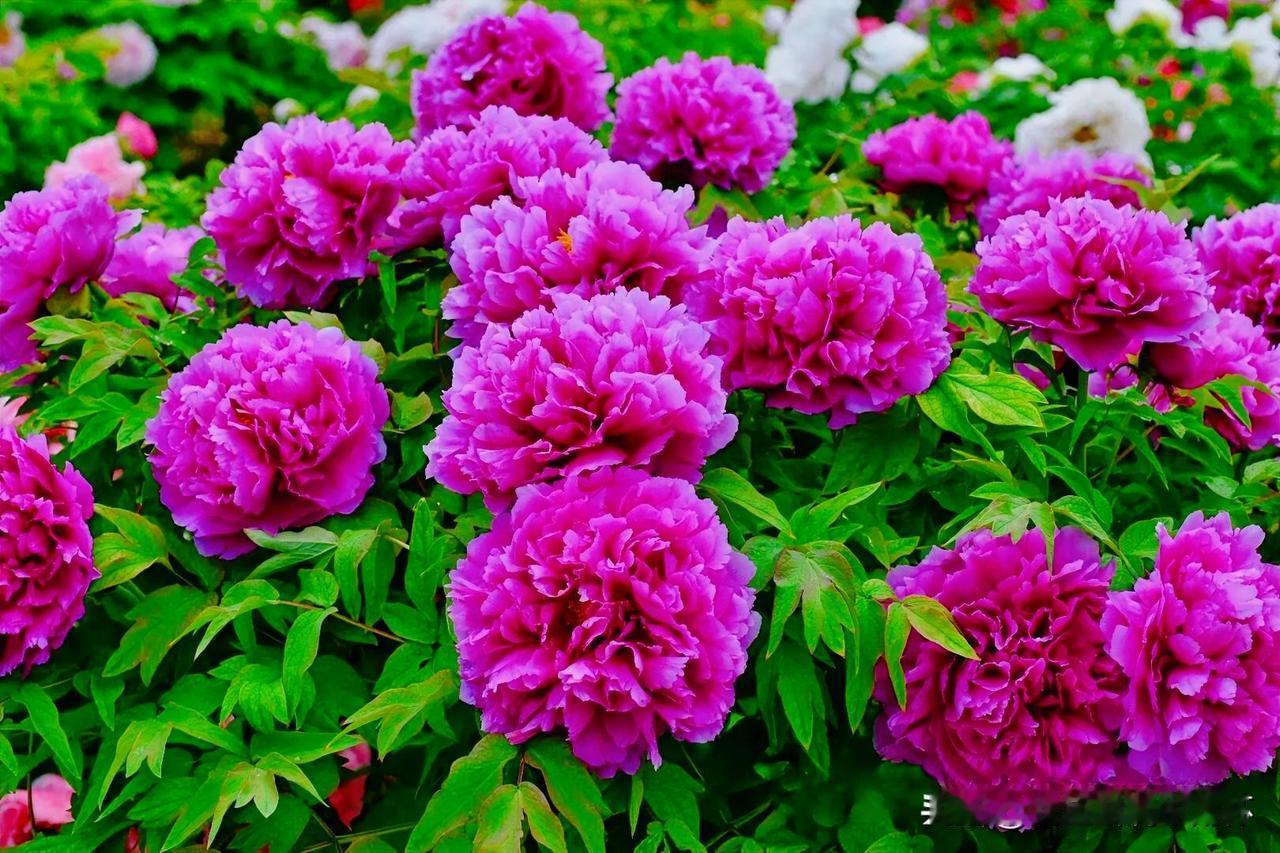 下联：春风一到万园花
上联：有请雅士[玫瑰][玫瑰][玫瑰]