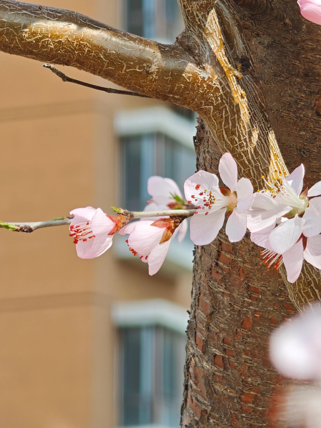 二月二，龙抬头，望春风有幸，流年顺遂！