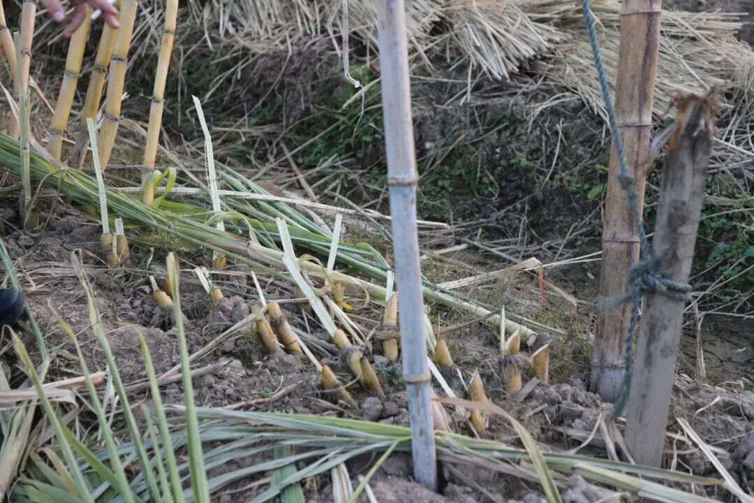 团灭！宁波7人被抓！