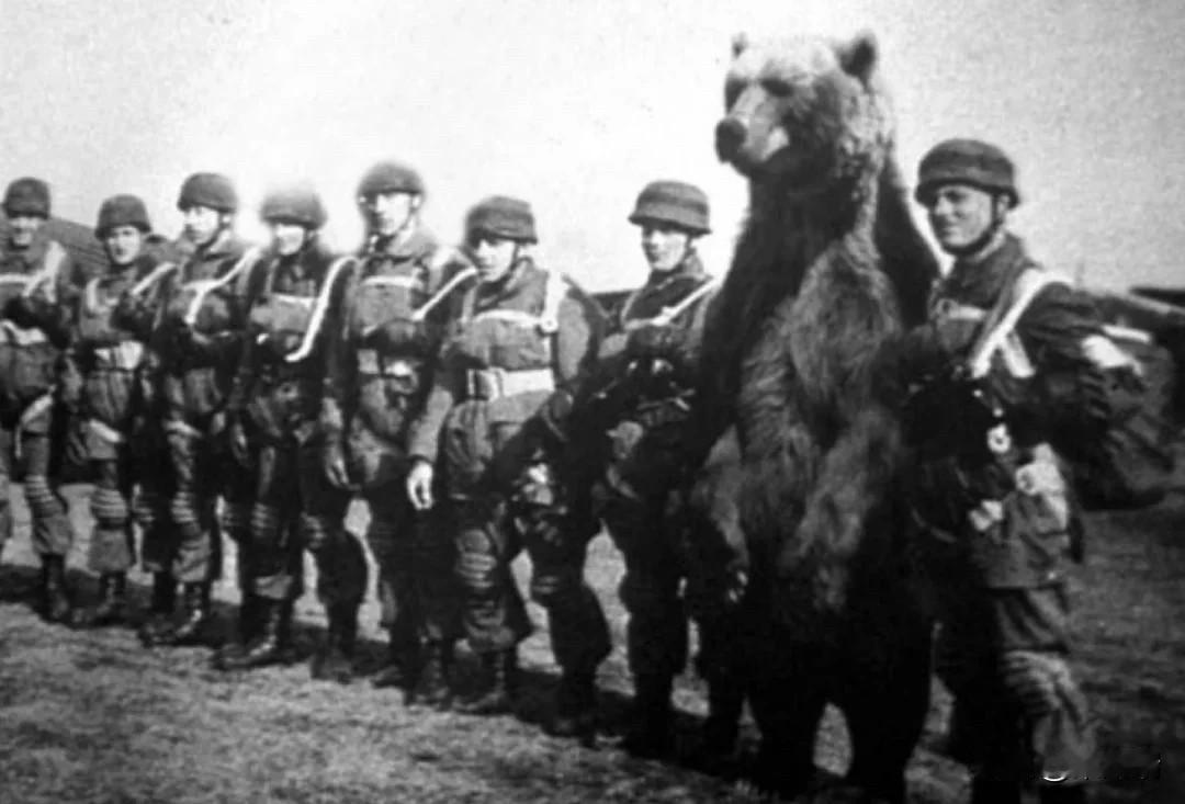 二战期间，一群波兰士兵在伊朗用罐头换下了一只失去母亲的叙利亚棕熊，取名沃伊泰克。