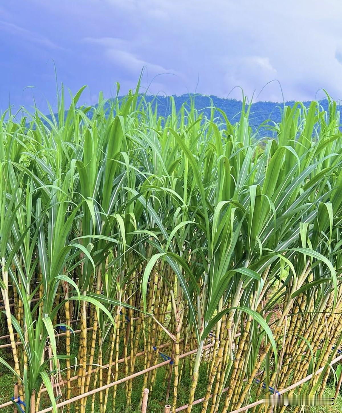 秋日生活打卡季连片甘蔗田生机盎然，修长绿叶随风轻扬。远山衬着澄澈蓝天，金黄蔗秆挺