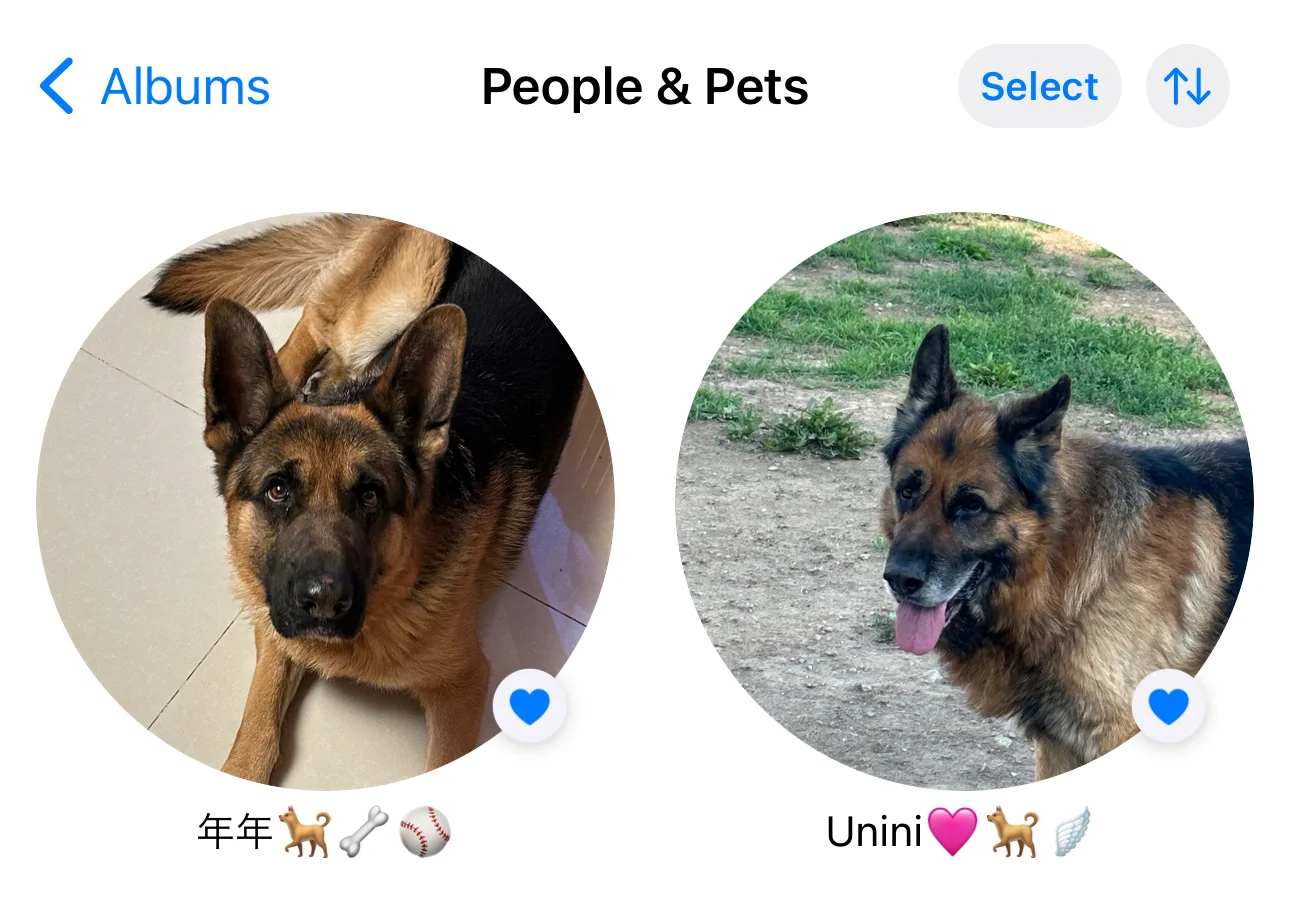 刚发现iPhone相册居然能识别小狗🥺