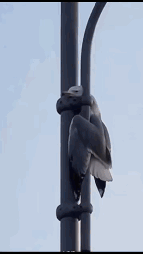 看到一幅营救鸟儿危险的动图，我想，救助鸟儿的这位年轻人肯定在四邻眼中是位善良淳朴